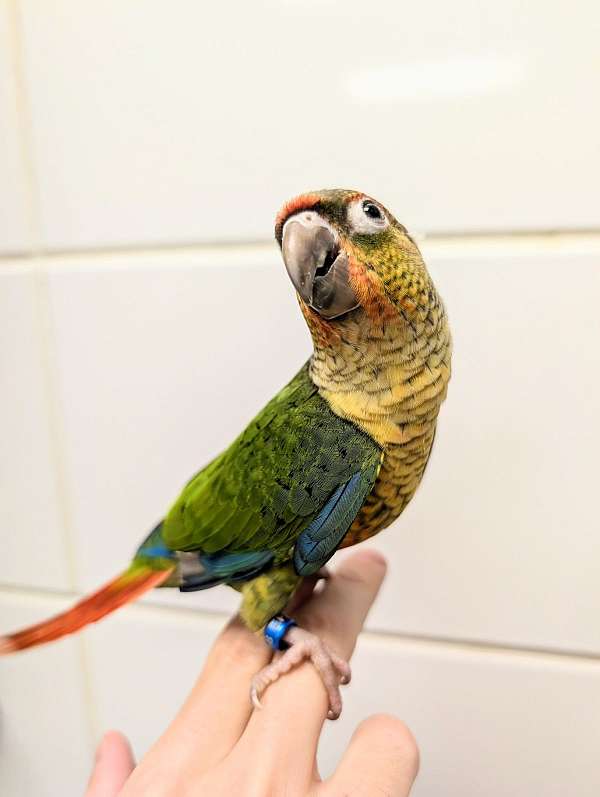 green-cheek-conure-for-sale