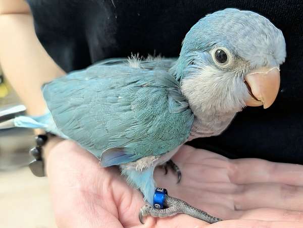 quaker-parrots-for-sale