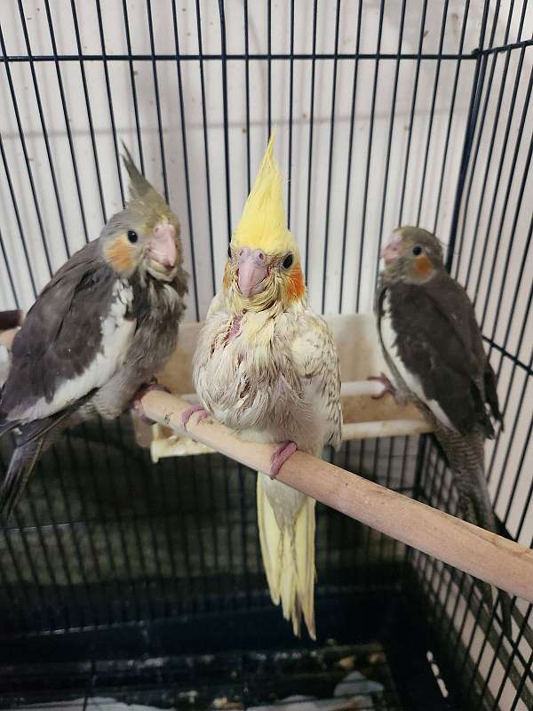 cockatiel-for-sale