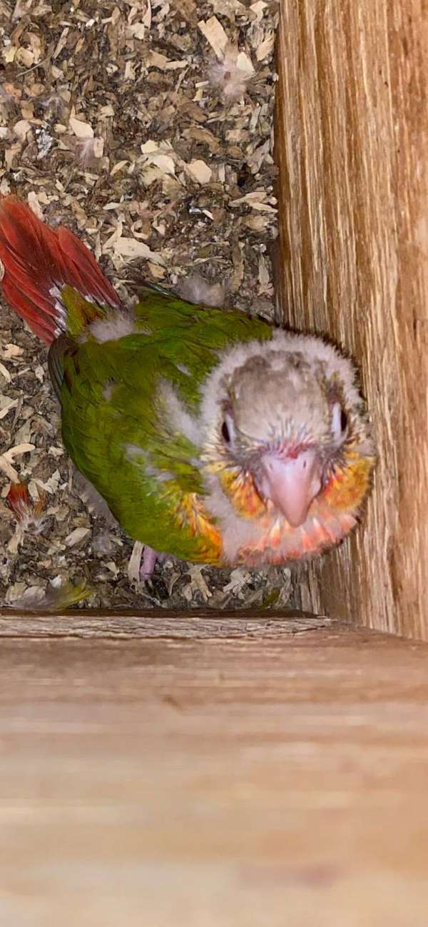 conure-green-cheek-conure-for-sale-in-black-river-falls-wi