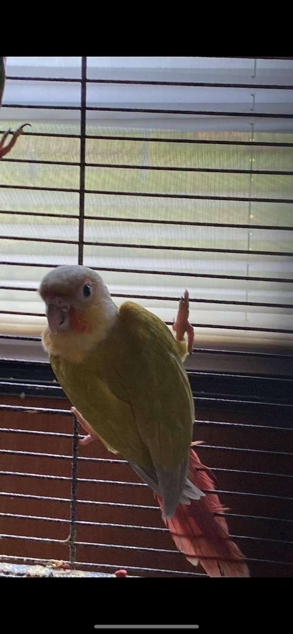 yellow-bird-for-sale-in-black-river-falls-wi