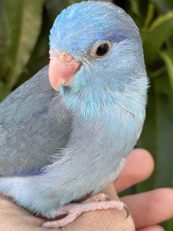 parrotlet-for-sale