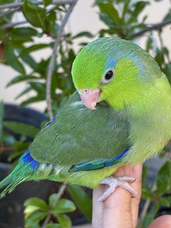 parrotlet-for-sale