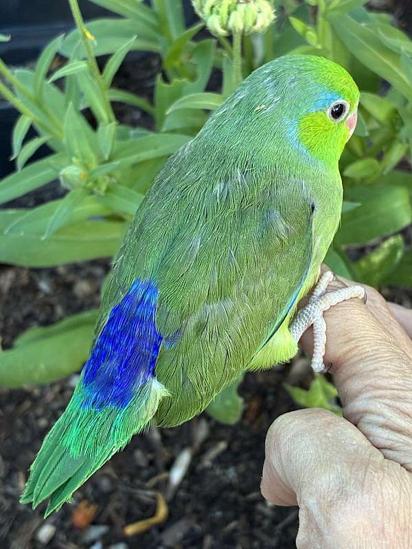 blue-green-bird-for-sale