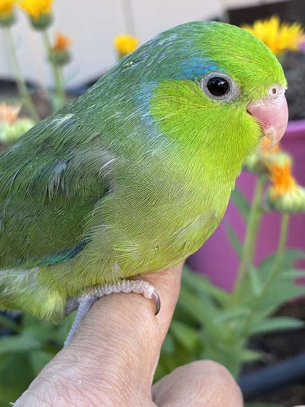 small-bird-for-sale