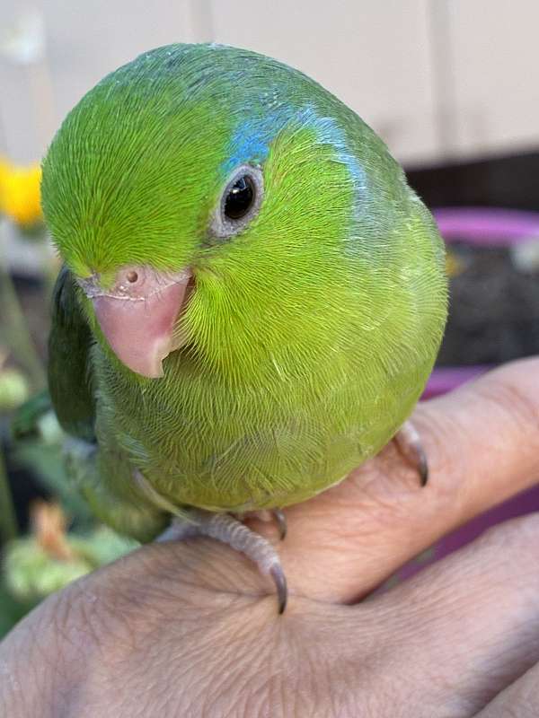 small-blue-green-bird-for-sale