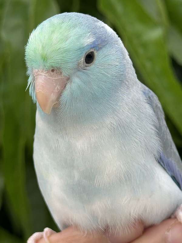 parrotlet-for-sale