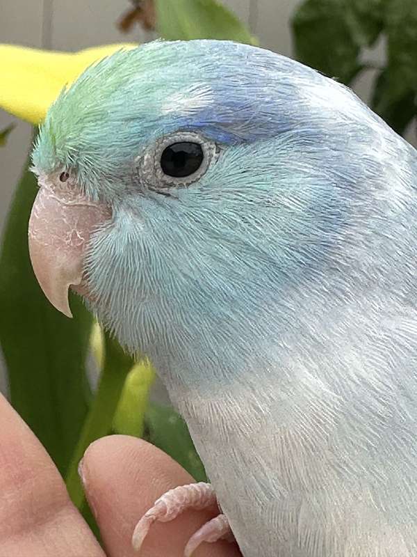 blue-green-bird-for-sale