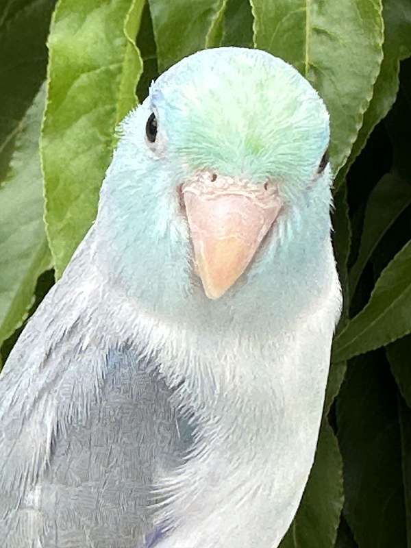 small-blue-green-bird-for-sale