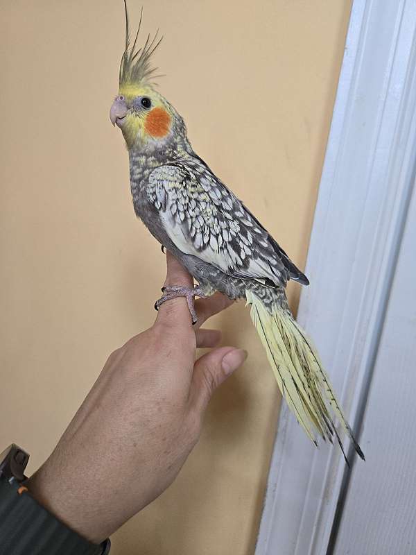 cockatiel-for-sale