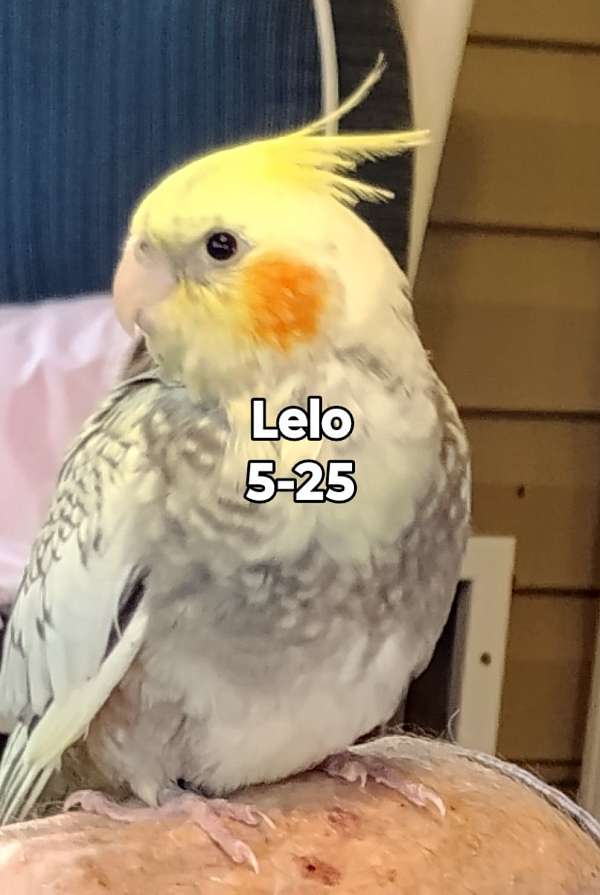 young-bird-for-sale-in-soddy-daisy-tn