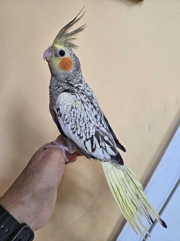 cockatiel-for-sale