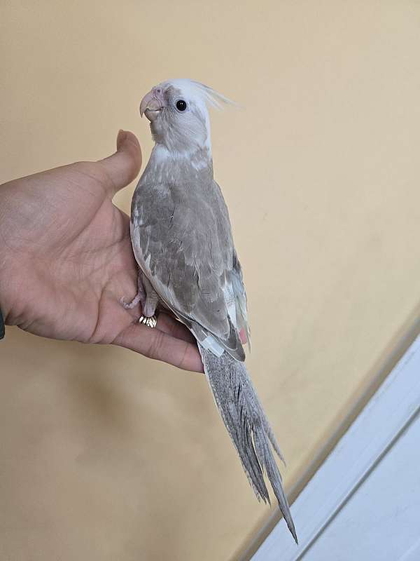 cockatiel-for-sale