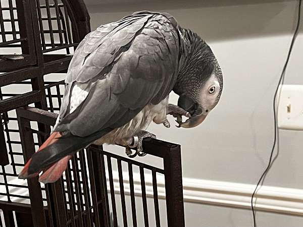 bird-for-sale-in-short-hills-nj