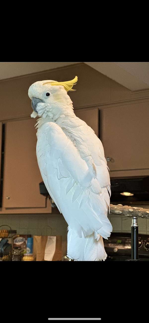 cockatoo-for-sale-in-hamden-ct