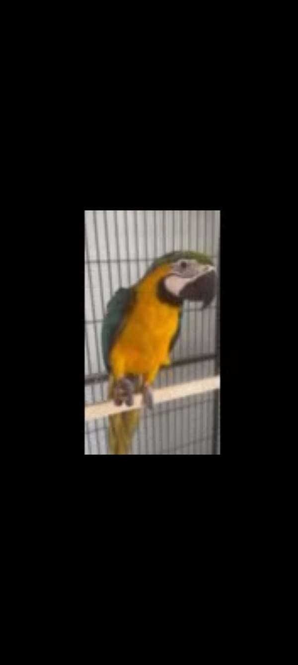 amazon-parrot-for-sale