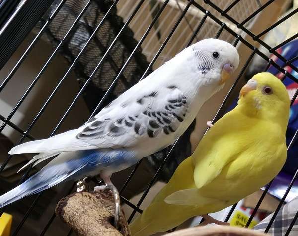 budgerigar-parakeet-for-sale-in-medford-or