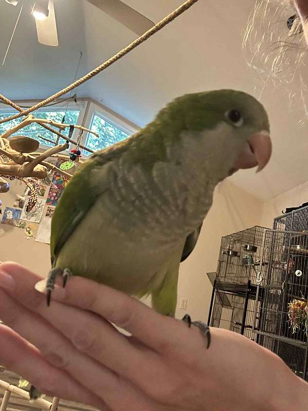 quaker-parrots-for-sale-in-jackson-mi