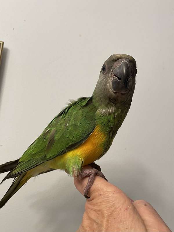 senegal-poicephalus-parrots-for-sale-in-zuni-va