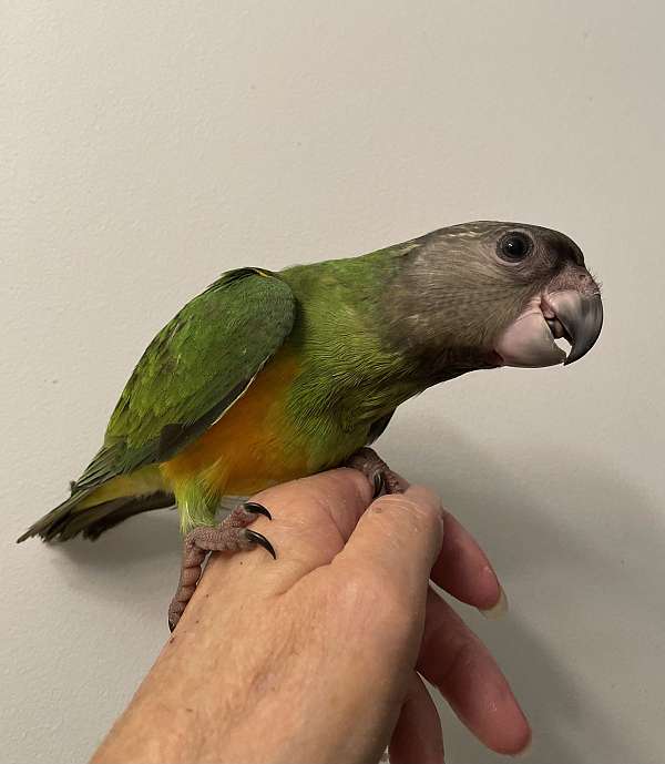 senegal-poicephalus-parrots-for-sale
