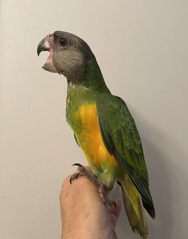 bird-for-sale-in-zuni-va
