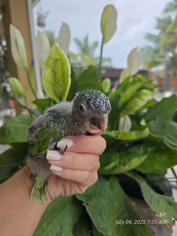 bird-for-sale-in-homestead-fl