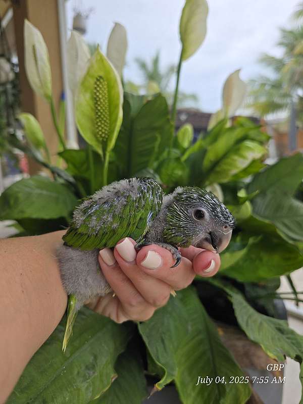 hahns-macaw-for-sale