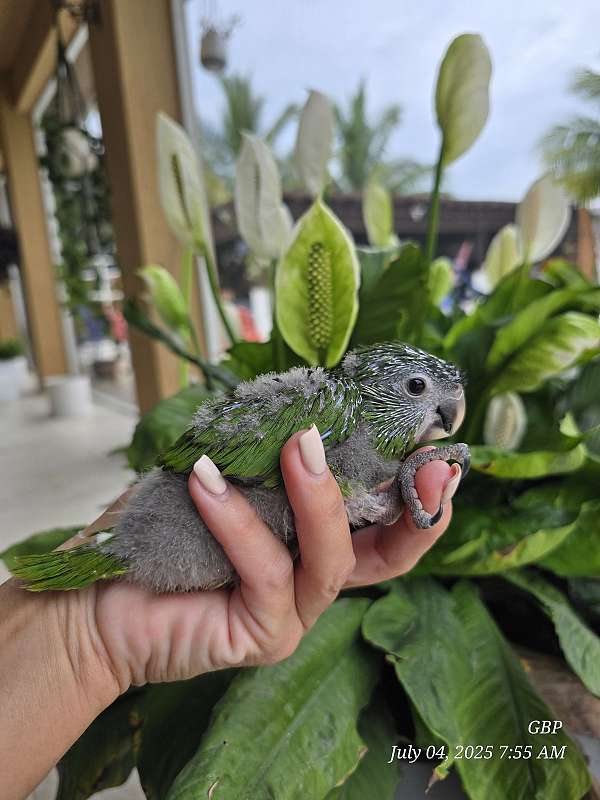 hahns-macaw-for-sale-in-homestead-fl