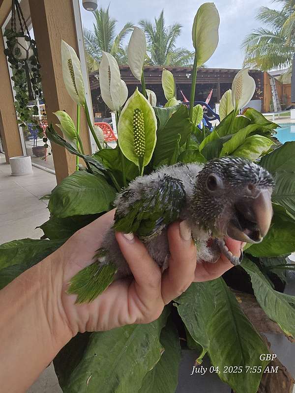 baby-bird