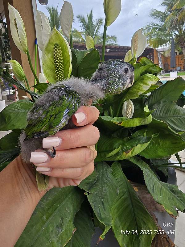 baby-hahns-macaw-for-sale