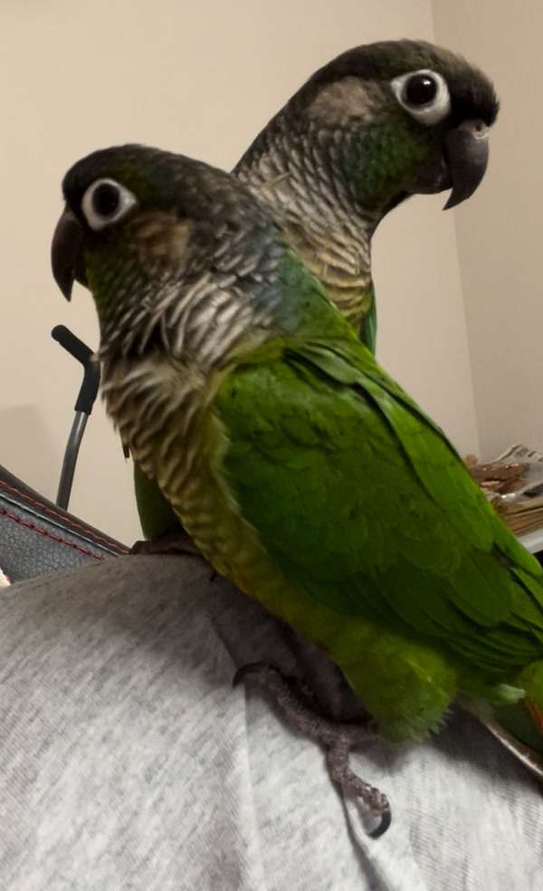 conure-green-cheek-conure-for-sale-in-fayetteville-nc