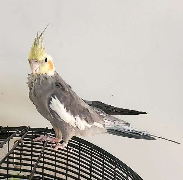 cockatiel-for-sale-in-augusta-ga