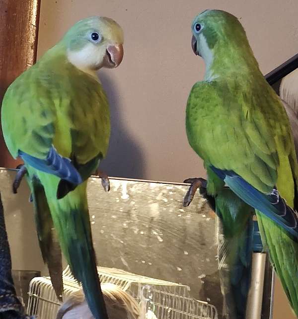 quaker-parrots-for-sale-in-wyoming-mi