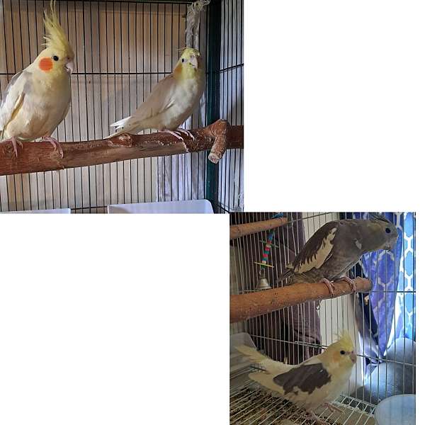 pied-yellow-tame-bird-for-sale