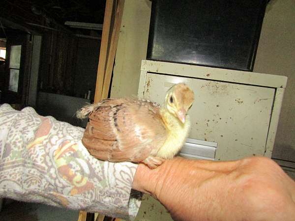 peacock-for-sale