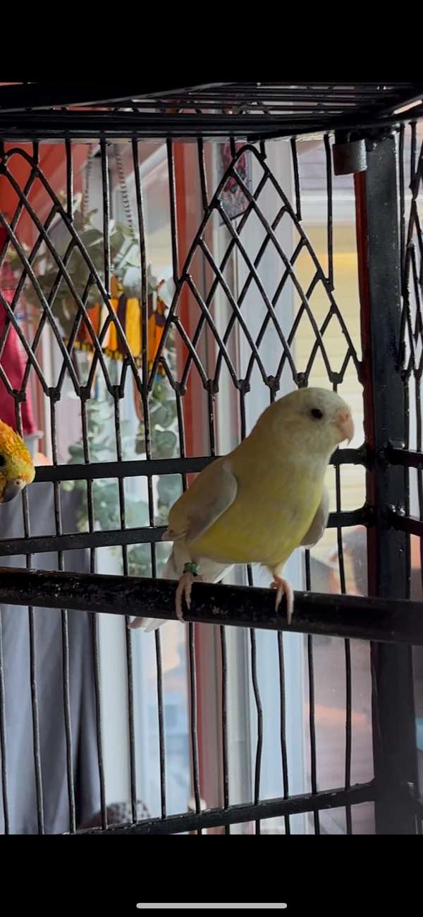 green-parakeet-red-rumped-parakeet-for-sale