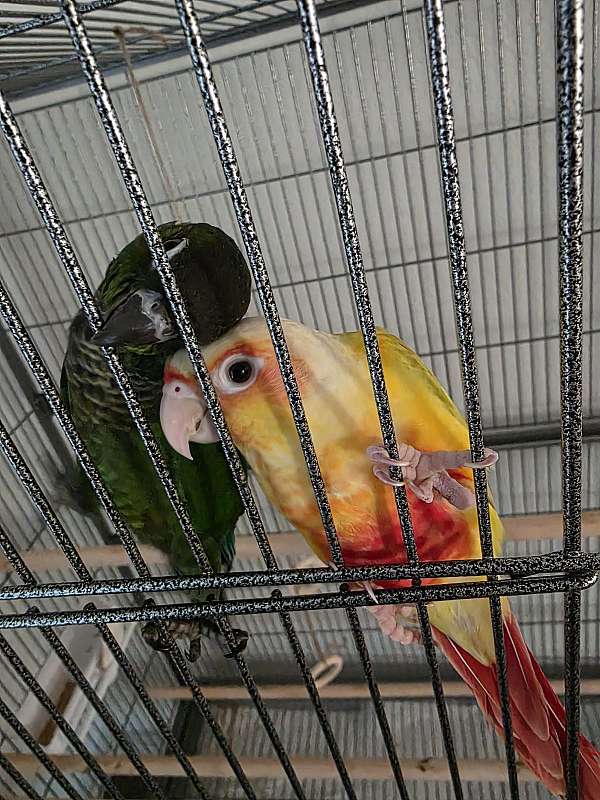 conure-for-sale