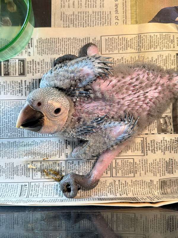 hybrid-macaw-for-sale-in-winchester-va