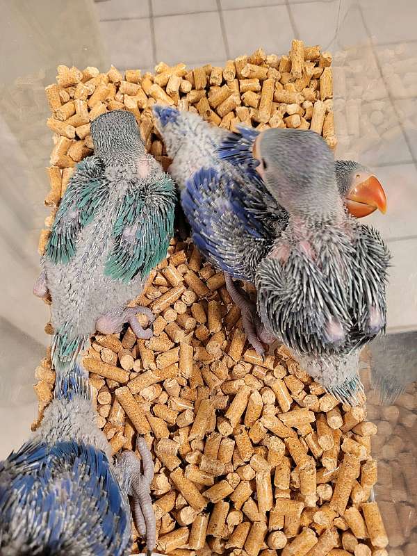 medium-blue-lutino-bird-for-sale