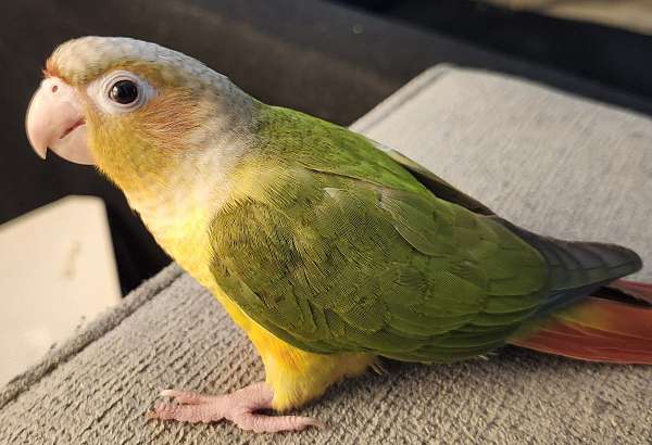 green-cheek-conure-for-sale-in-mansfield-oh