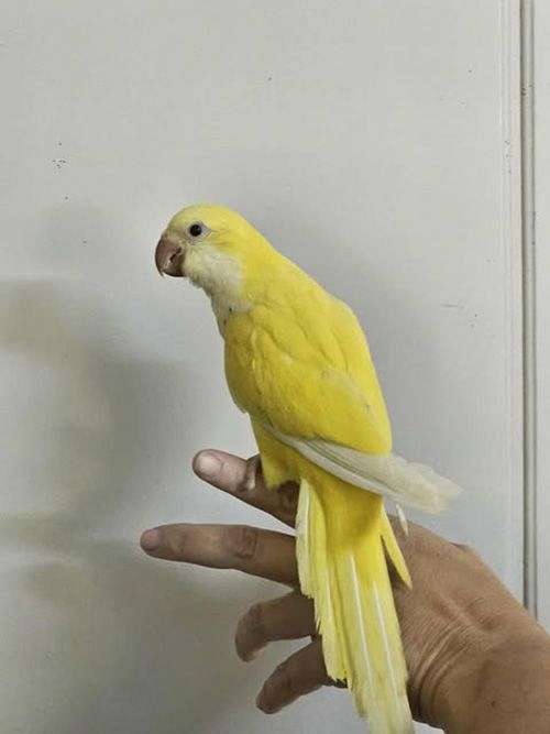 yellow-bird-for-sale-in-cabot-ar
