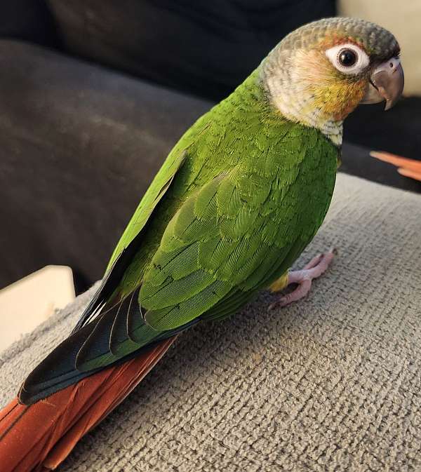 young-bird-for-sale-in-mansfield-oh