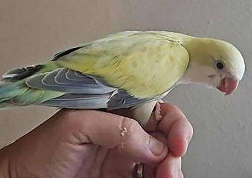 quaker-parrots-for-sale-in-osceola-ia