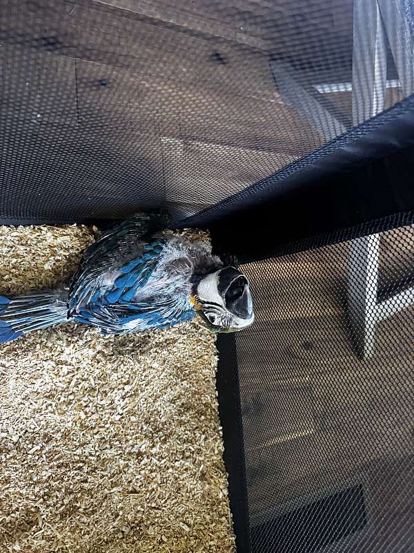 blue-gold-macaw-for-sale-in-canton-ga