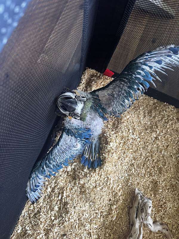 gold-bird-for-sale-in-canton-ga