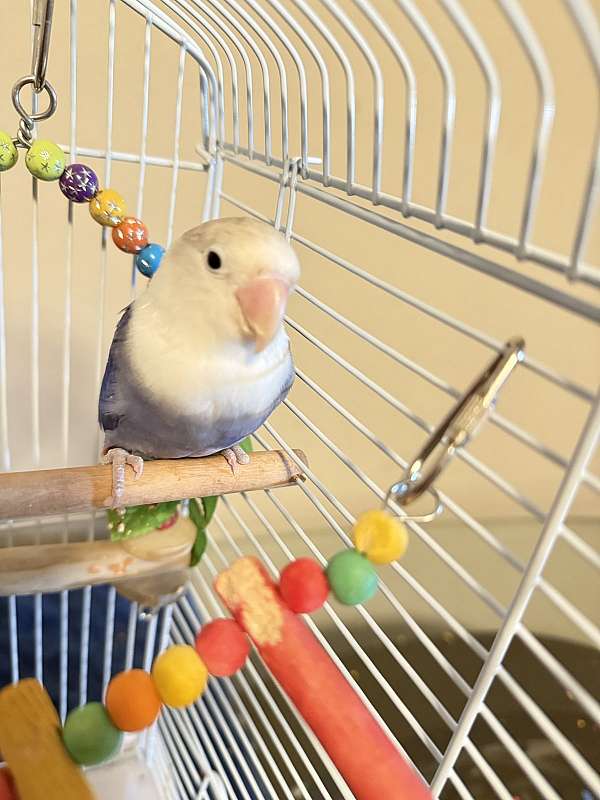 young-bird-for-sale-in-winter-park-fl