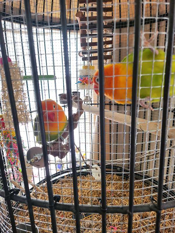lovebird-for-sale-in-lenox-ma