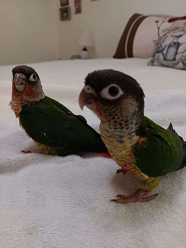 green-cheek-conure-for-sale-in-gaffney-sc