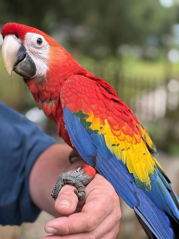 scarlet-bird-for-sale-in-milton-fl