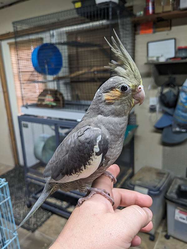 handfed-bird-for-sale-in-spring-hill-fl